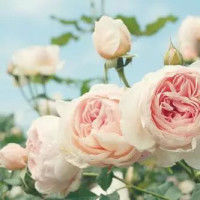 云南協美醫院科普 胎兒胎動是否有固定規律？